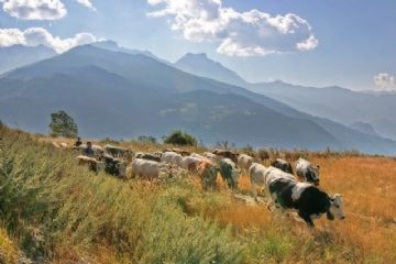 Nuovo piano pascoli a Sauze d'Oulx