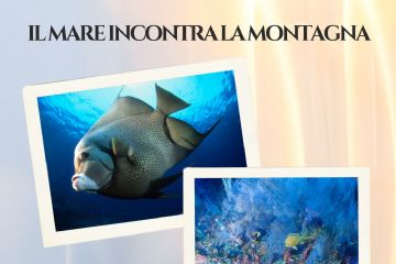 Locandina mostra di fotografie subacquee con foto di pesci che si terrà presso l'Ufficio del Turismo